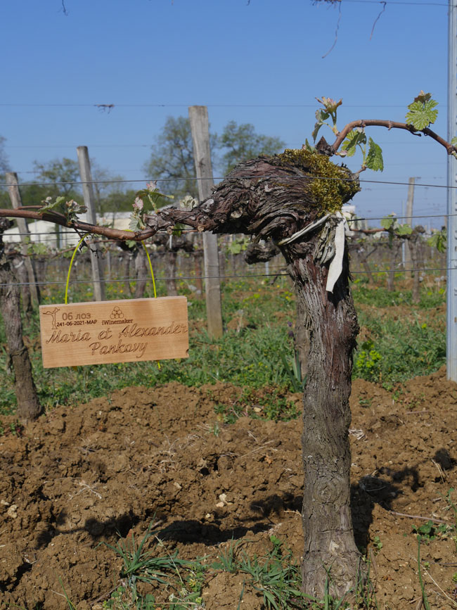 Виноградник на урожай